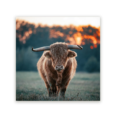 Schotse Hooglander Schilderijen