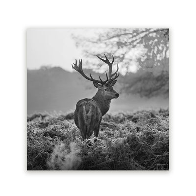 Vierkante Schilderijen Dieren